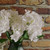 Essential Hydrangea bush  - White