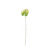 Essential Anthurium - White/Green