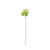Essential Anthurium - White/Green