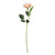 Essential  Rose - Peach