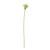 Agapanthus Stem Green - 77cm