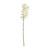 Cymbidium Spray Cream - 80cm