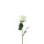 Essential Garden Rose - Ivory 