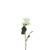 Essential Garden Rose - Ivory 