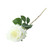 Essential Garden Rose - Ivory 