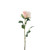 Essential Garden Rose - Pale Pink