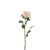 Essential Garden Rose - Pale Pink