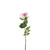 Essential Garden Rose -  Tonal Lilac