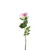 Essential Garden Rose -  Tonal Lilac