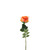 Essential Garden Rose - Tonal Orange