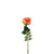 Essential Garden Rose - Tonal Orange