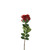 Essential Garden Rose - Russet