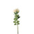 Essential Garden Rose - Nude