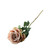 Essential Garden Rose - Vintage  Blush