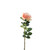 Essential Garden Rose - Peach