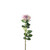Essential Garden Rose - Pale Lilac