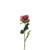Essential Garden Rose - Vintage  Dusky Pink
