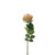 Essential Garden Rose - Vintage Nude