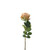 Essential Garden Rose - Vintage Nude