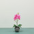 Medium Phalaenopsis Orchid-Pink in Concrete Pot-1 stem H35cm(1/24)