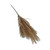 Pampas Stem Natural 63cm