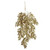 Trailing Gold Bush Stem - 75cm