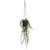 Botanica Mini Leaf Hanging plant - 50cm