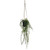 Botanica Mini Leaf Hanging plant - 50cm