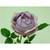 63cm Rose Antique