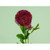 56cm Ranunculus With Bud Fuchsia