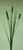 Cattail Spray Brown