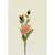 Rose Spray Peach