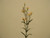 Carnation Spray Pink/Cream
