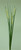 Cattail Spray Cream