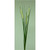Cattail Spray Cream