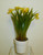 Daffodil Pot Yellow
