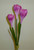 Crocus Spray x3 Hot Pink