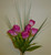 Tulip Bunch Hot Pink