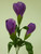 Purple Crocus Spray
