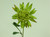 27" King Protea Green