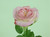 26.5" Jeanne Rose W/Leaves Pink