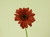 35cm Gerbera Red
