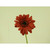 35cm Gerbera Red