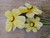 Velvet Cosmos Spray Yellow