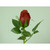15" Brilliant Rosebud Red