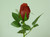 15" Brilliant Rosebud Red