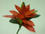 71cm Foam Ginger Stem Red