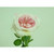 26.5" Jeanne Rose W/Leaves Lt Pink