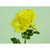 54cm Single Rose Dk Yellow