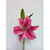Pink Casablanca Lily
